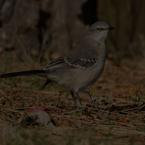 Northern Mockingbird
