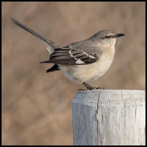 Northern Mockingbird