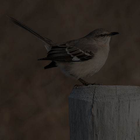 Northern Mockingbird