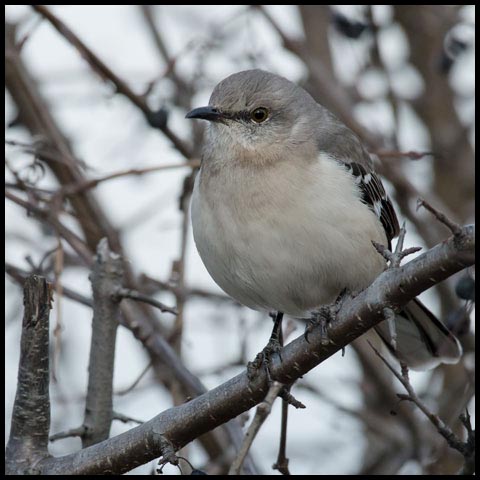 Northern Mockingbird