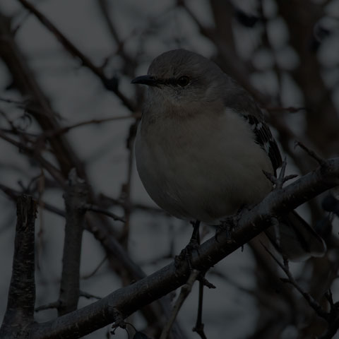 Northern Mockingbird