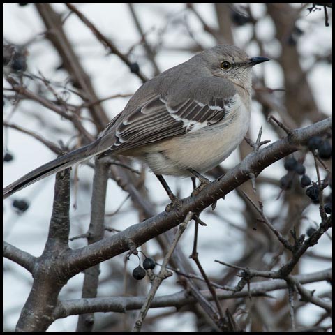 Northern Mockingbird