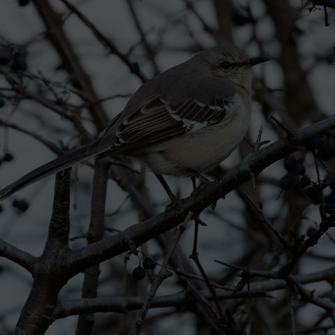 Northern Mockingbird