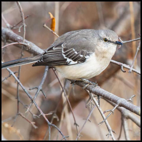 Northern Mockingbird