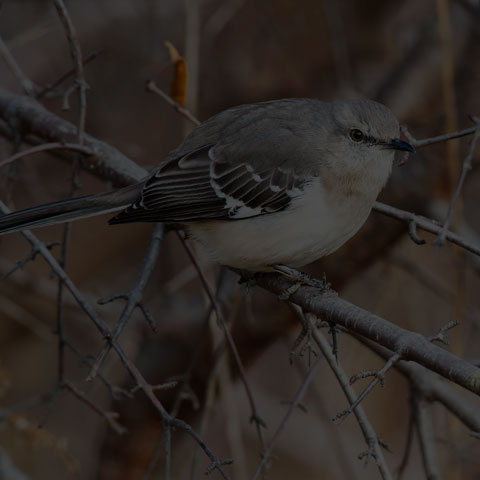 Northern Mockingbird