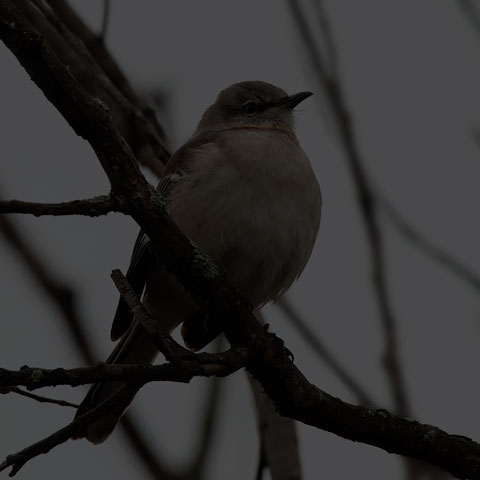 Northern Mockingbird