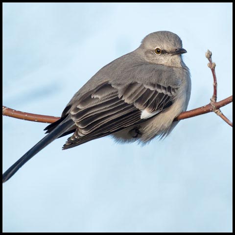 Northern Mockingbird