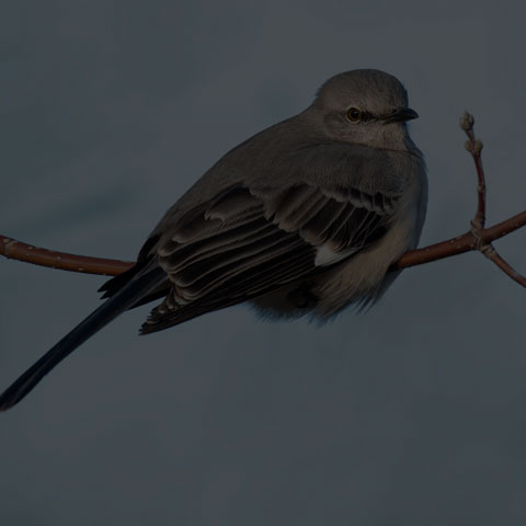 Northern Mockingbird