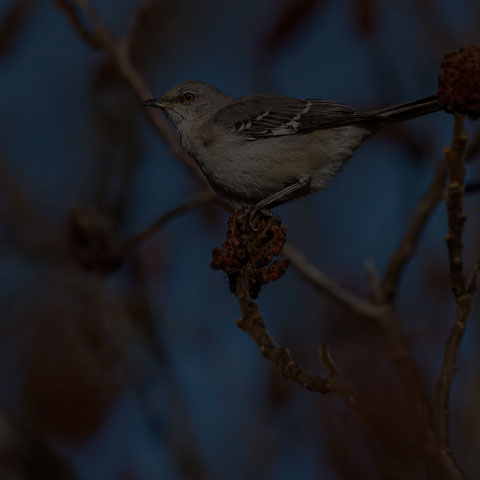 Northern Mockingbird