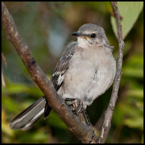 Northern Mockingbird