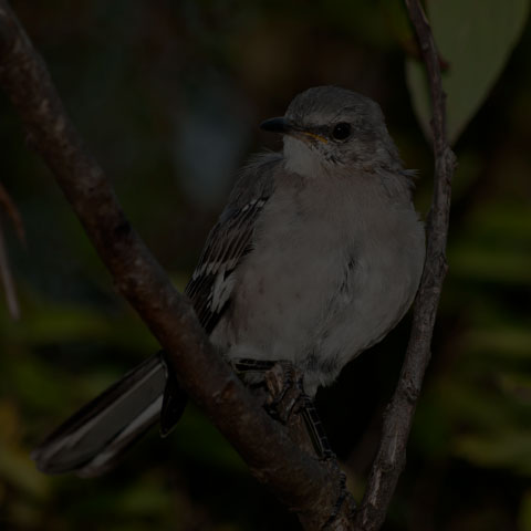 Northern Mockingbird
