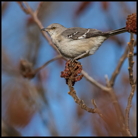 Northern Mockingbird