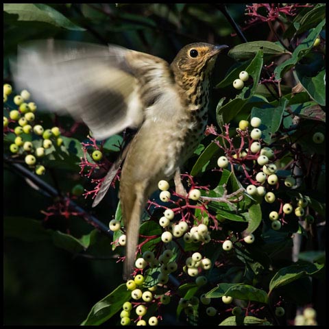 Swainson's Thrush