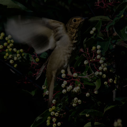 Swainson's Thrush