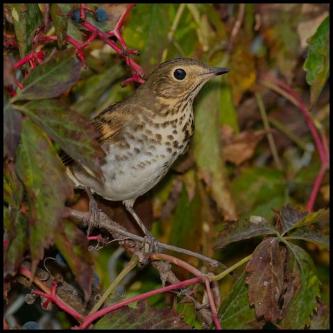 Swainson's Thrush