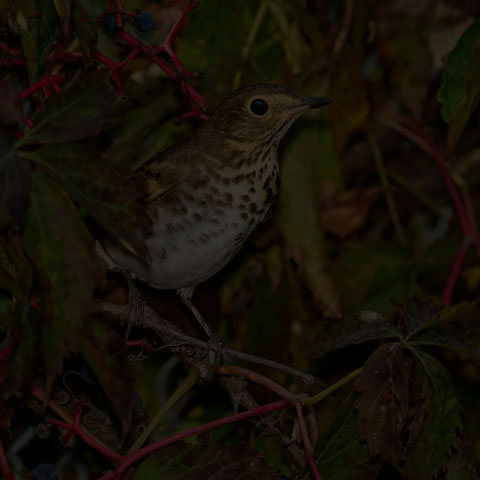 Swainson's Thrush