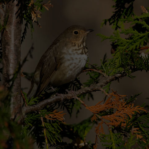 Swainson's Thrush