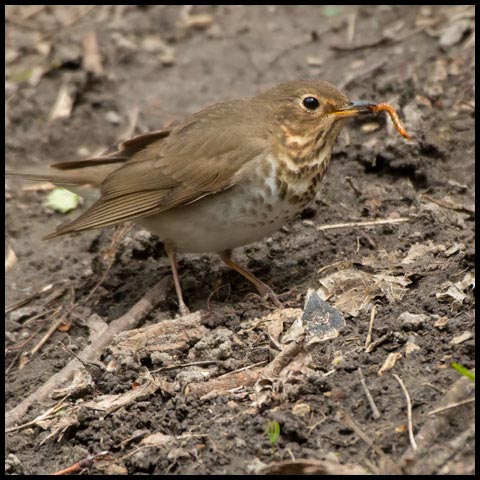 Swainson's Thrush