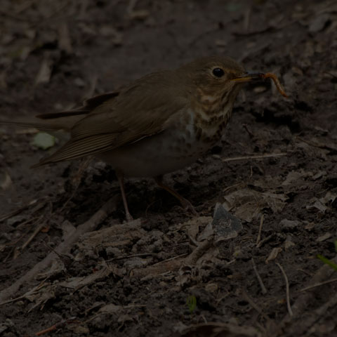 Swainson's Thrush