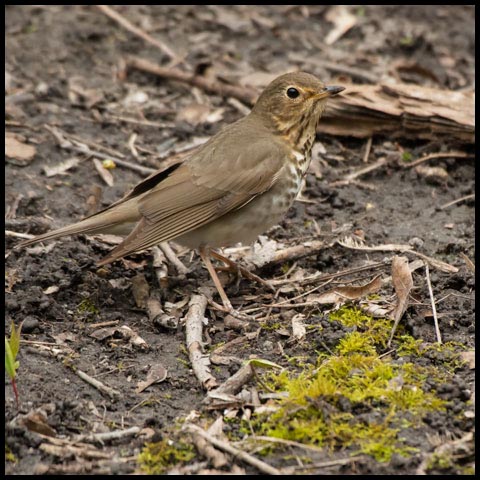 Swainson's Thrush