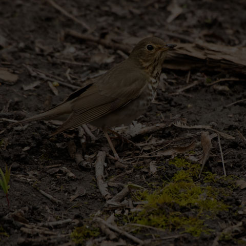 Swainson's Thrush