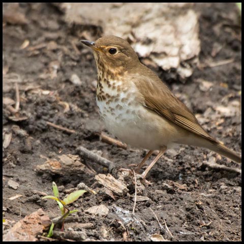 Swainson's Thrush