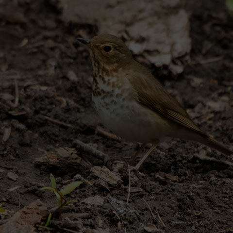 Swainson's Thrush