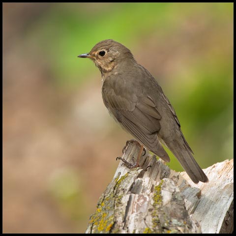Swainson's Thrush