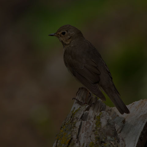 Swainson's Thrush