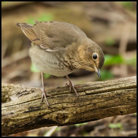 Swainson's Thrush