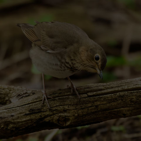 Swainson's Thrush