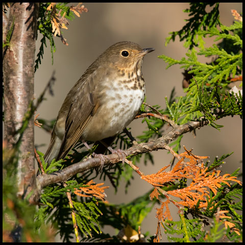 Swainson's Thrush
