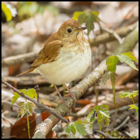 Veery