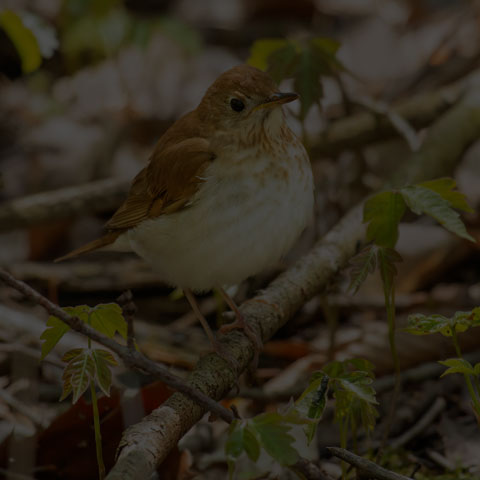 Veery