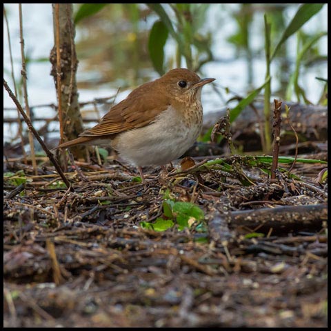 Veery