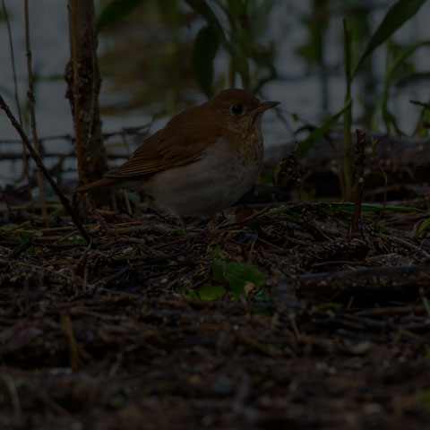 Veery