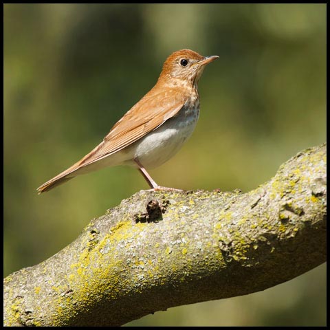 Veery