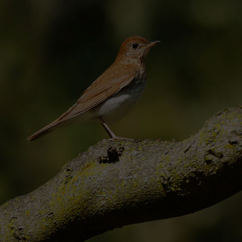 Veery