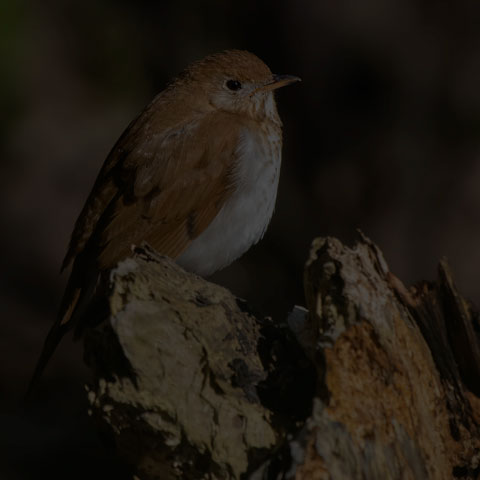 Veery