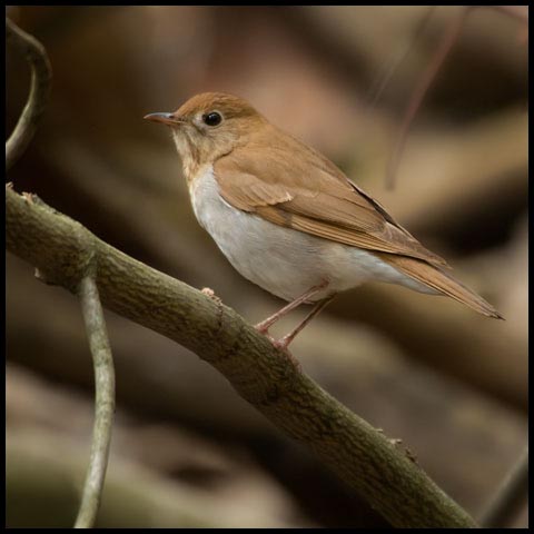 Veery