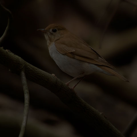 Veery