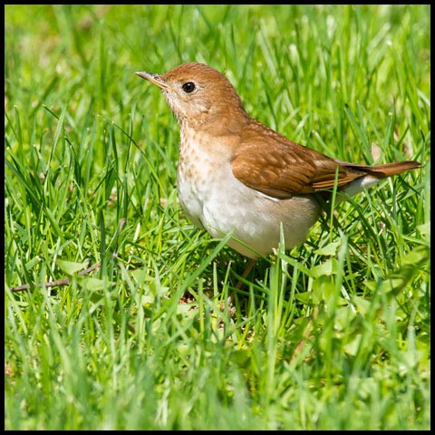 Veery