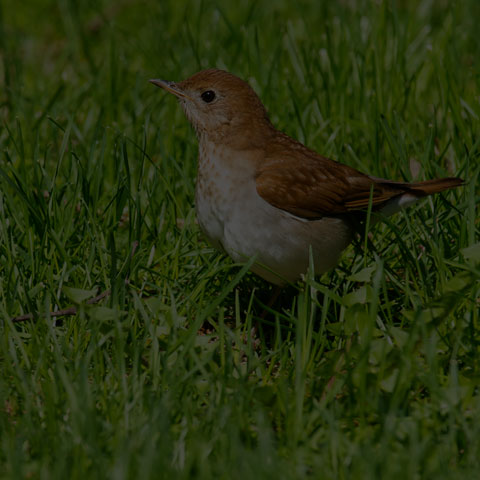 Veery