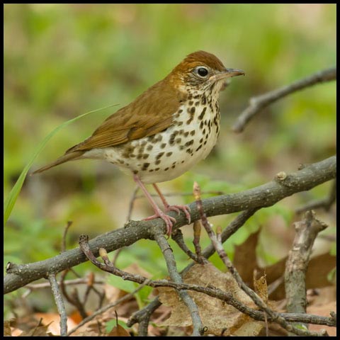 Wood Thrush