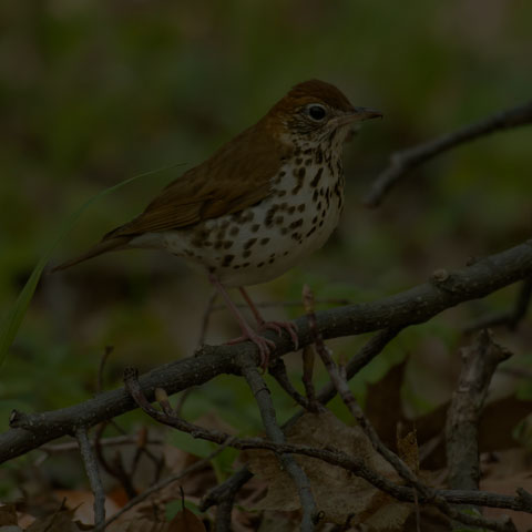 Wood Thrush
