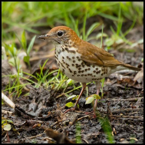 Wood Thrush