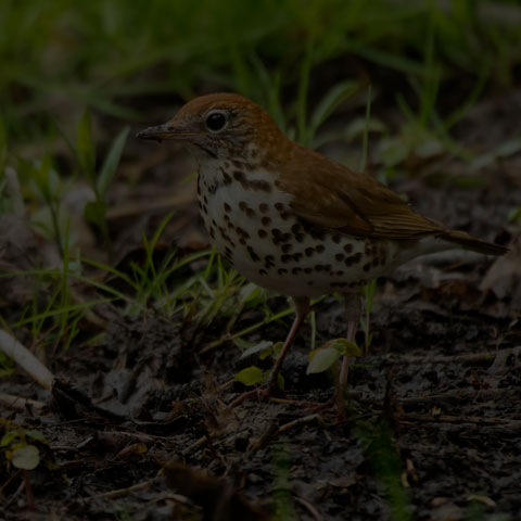 Wood Thrush