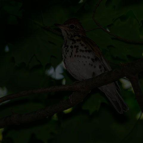 Wood Thrush