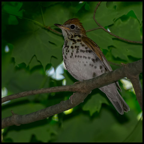 Wood Thrush