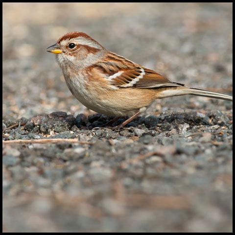 American Tree Sparrow